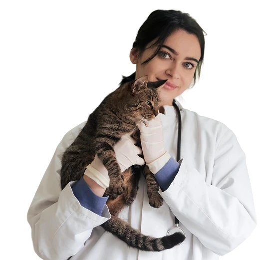 fotografia-primer-plano-hermoso-gatito-domestico-jengibre-sentado-superficie-blanca 1 (1)