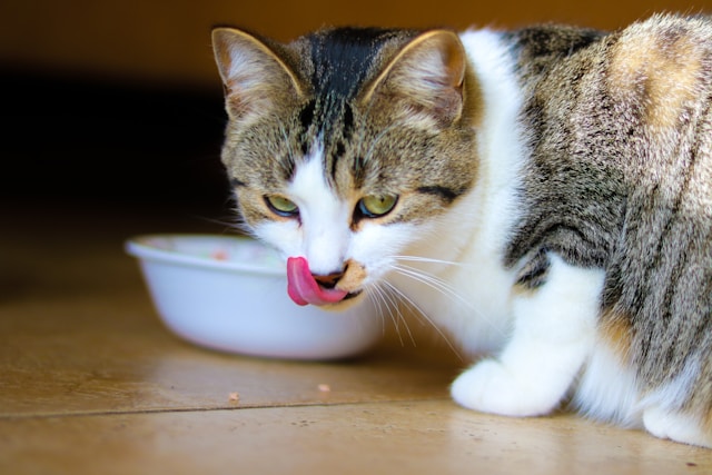 gato-comiendo