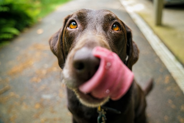 perro-alimentándose perro-alimentándose